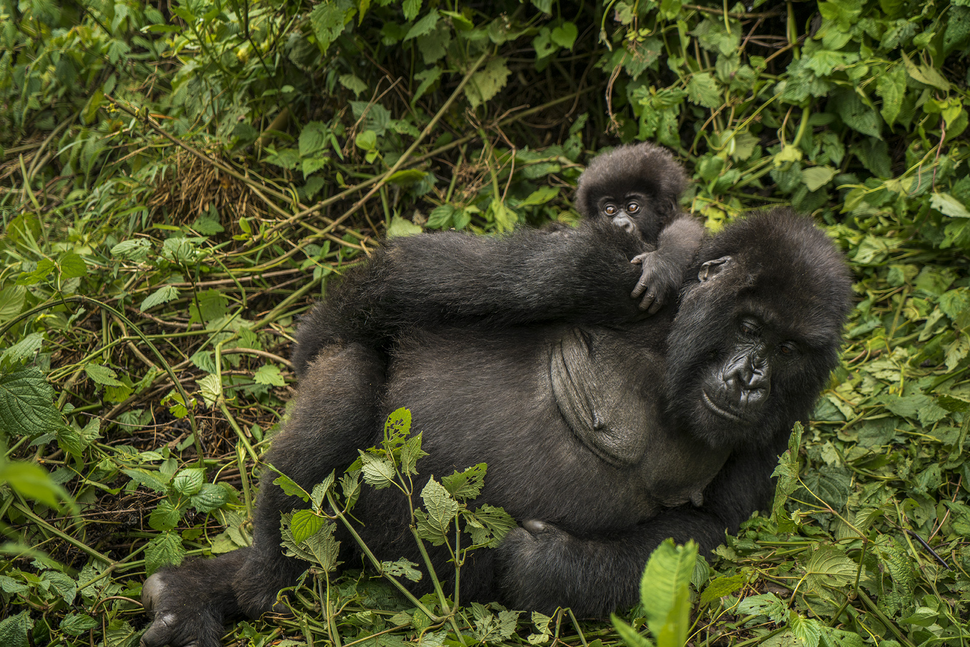 Gorilla Trekking experience in East Africa region