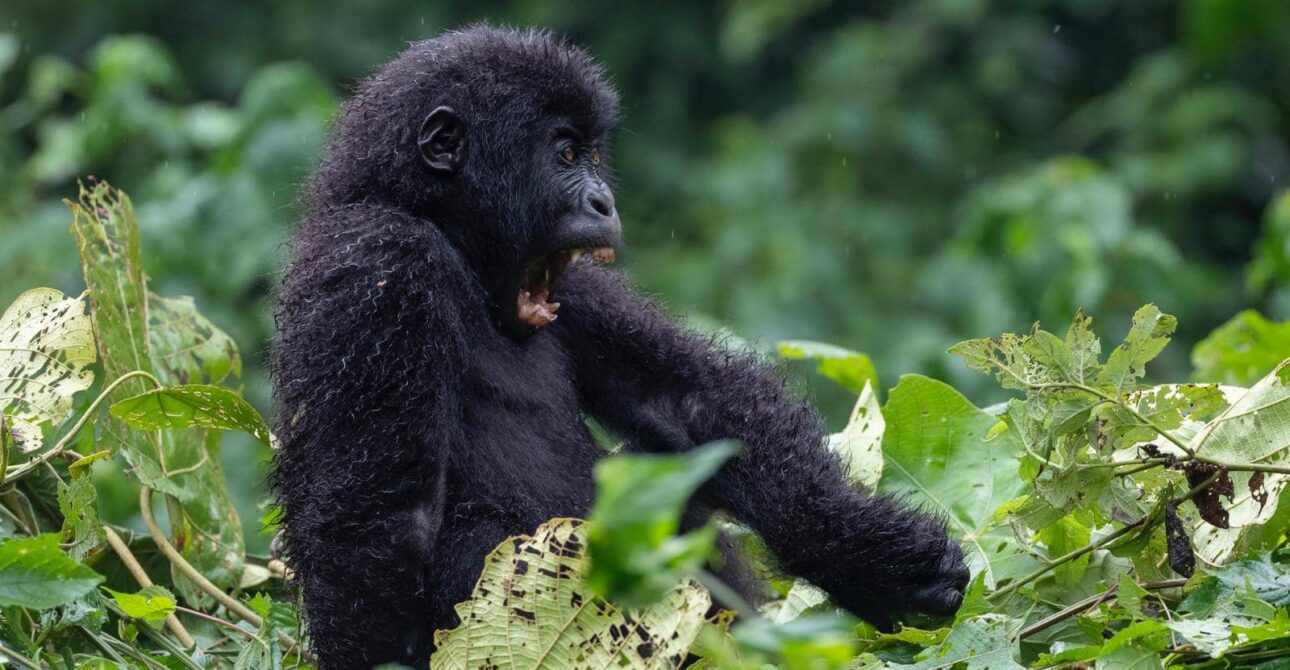 Gorilla Trekking in Rwanda: An Unforgettable Safari Adventure