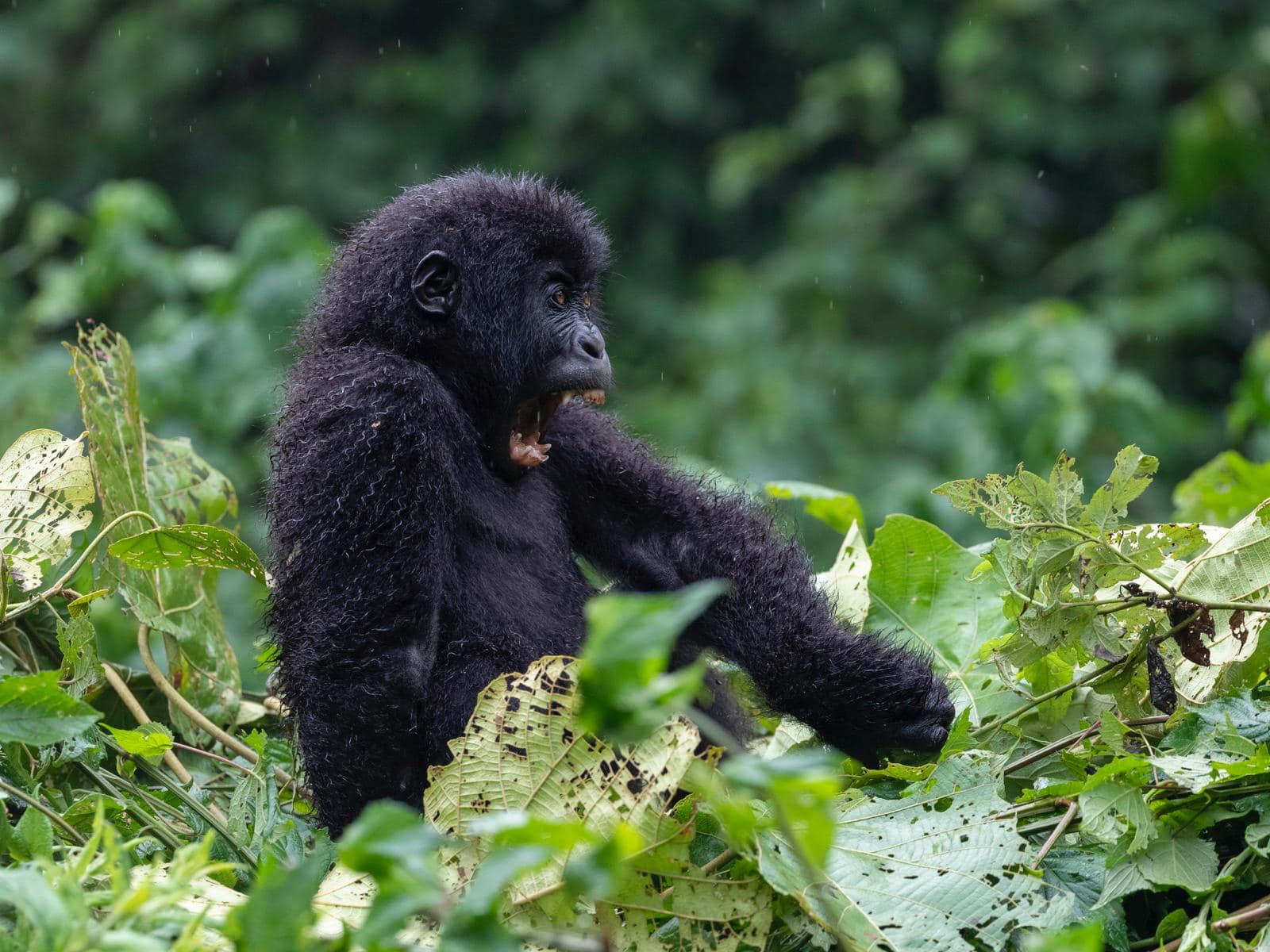 Gorilla Trekking in Rwanda: An Unforgettable Safari Adventure