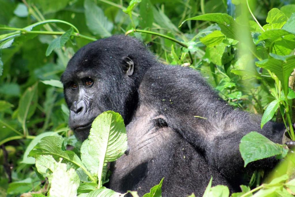 Tips for a Successful Gorilla Trek