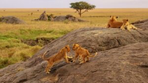 East african safari tours