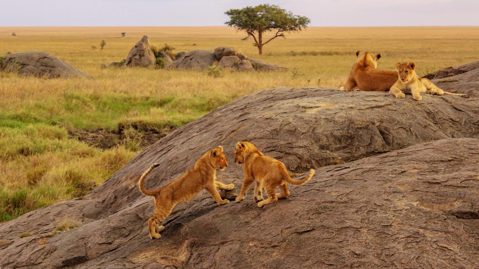 East african safari tours