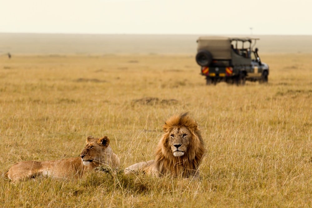 East african safari