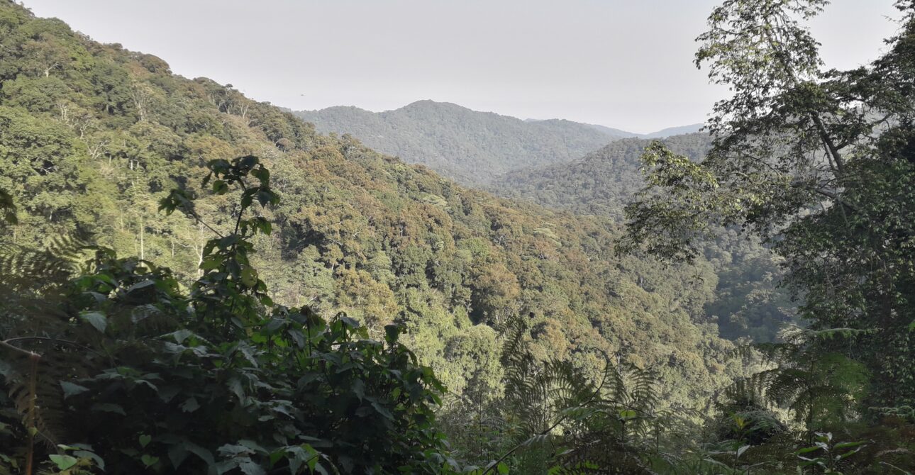 Bwindi Impenetrable Forest: A Natural Wonder in Uganda