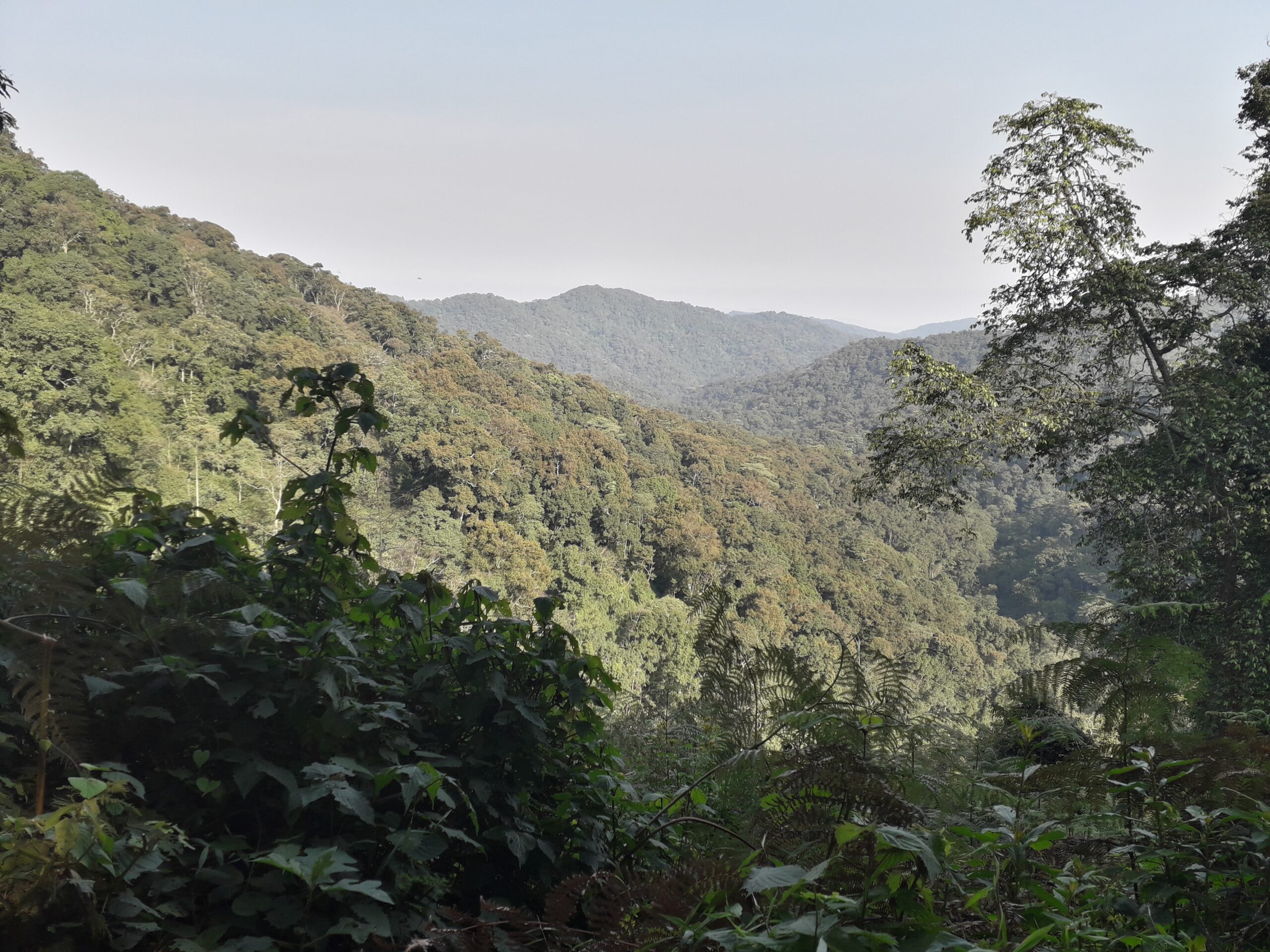 Bwindi Impenetrable Forest: A Natural Wonder in Uganda