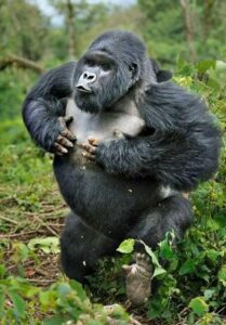 why do gorillas fight