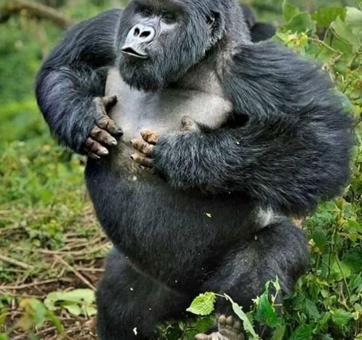 Why Do Gorillas Fight? Understanding Gorilla Behavior