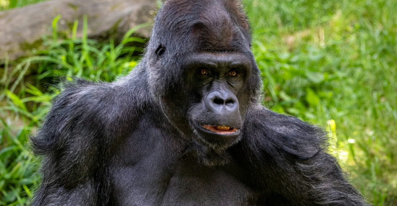 10 Fascinating Facts About Gorillas: Discover the Wonders of These Great Apes