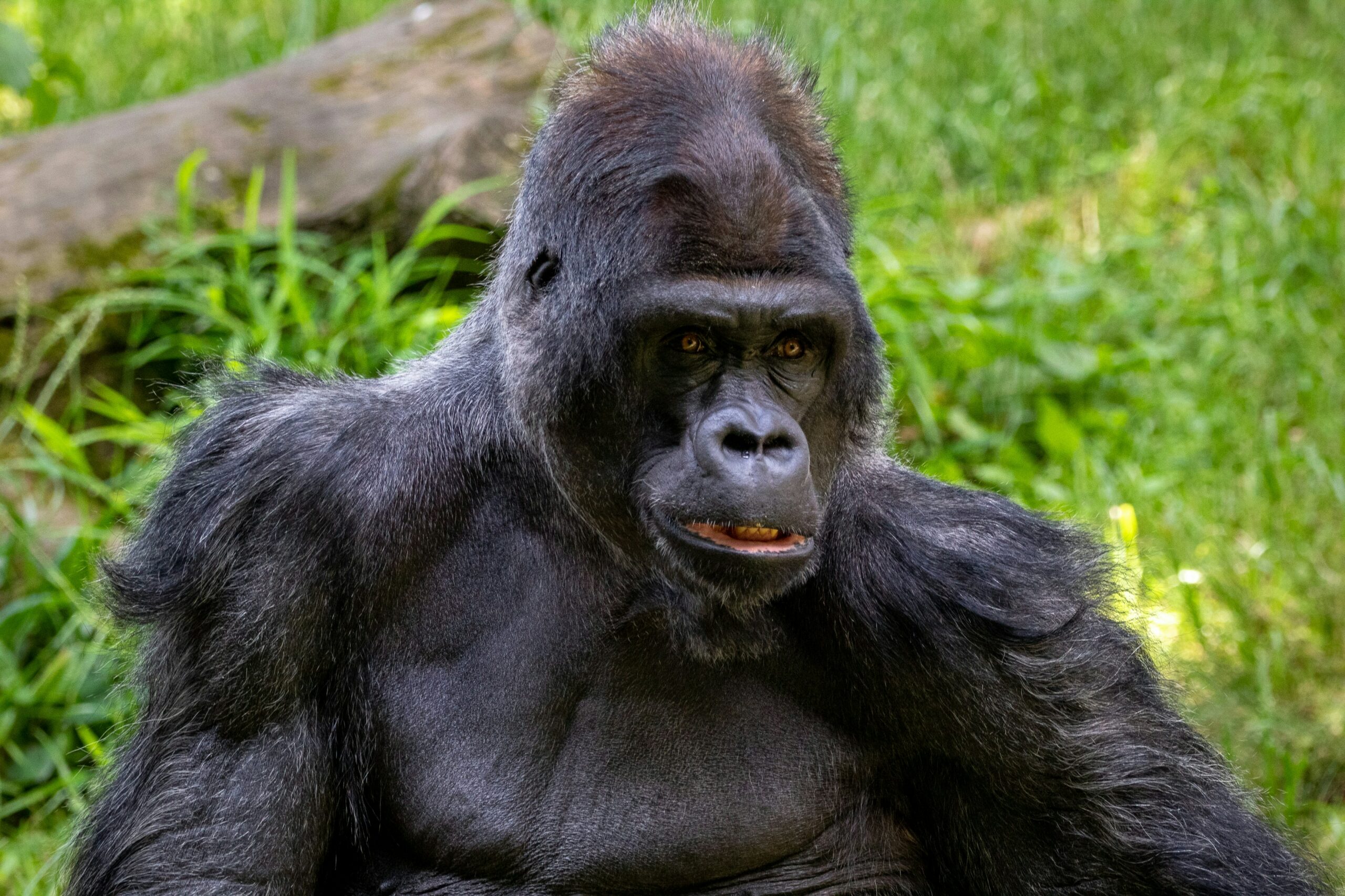 facts about gorillas