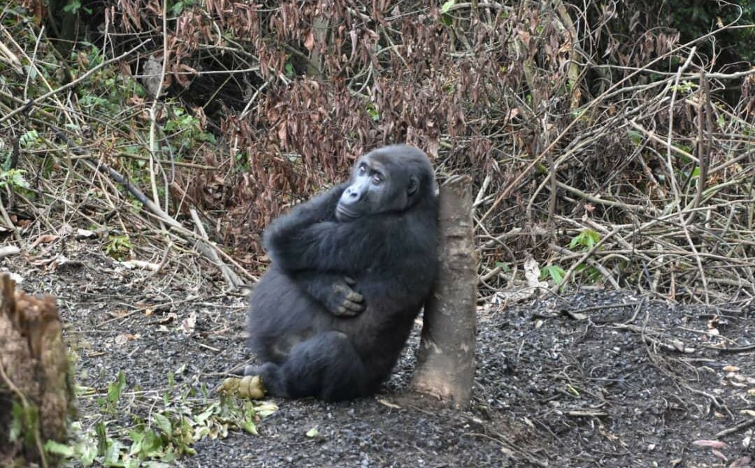 What is the Current Situation of Lowland Gorillas in the DRC? 2026 Update!