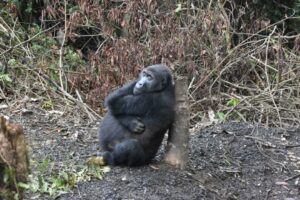 current situation of lowland gorillas in the DRC