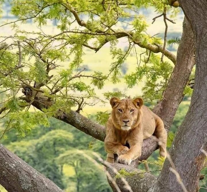 What African Safari Animals Will You See?