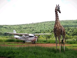 A giraffe conducting a humorous "preflight inspection" of a small aircraft in the Maasai Mara