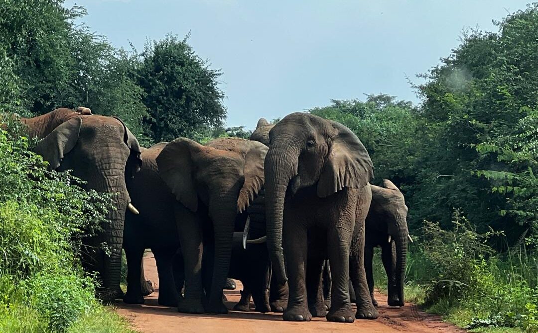 Top 10 Safari Mistakes to Avoid in East Africa