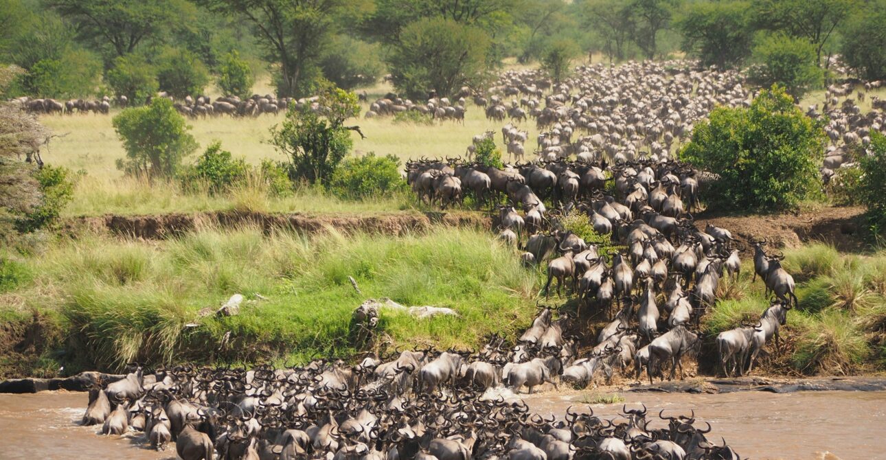 Best Time to Visit Africa for Safari (Month by-Month Guide)