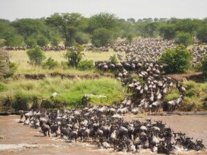 A massive herd of wildebeest crossing a river during the Great Migration, representing the best time to visit Africa for a safari.