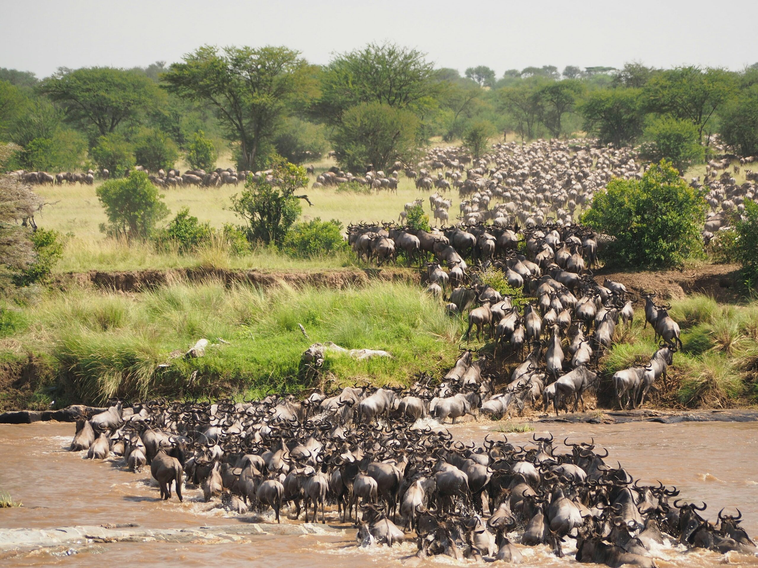 A massive herd of wildebeest crossing a river during the Great Migration, representing the best time to visit Africa for a safari.