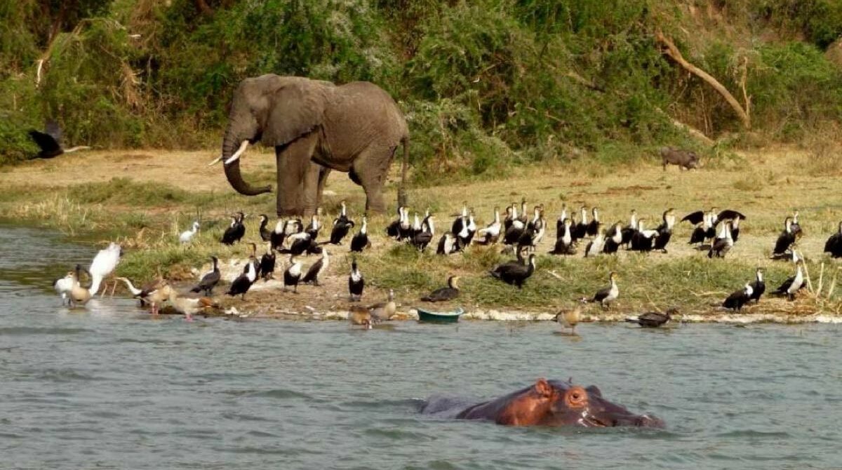 Luxury vs Budget Safari: What’s the Difference?