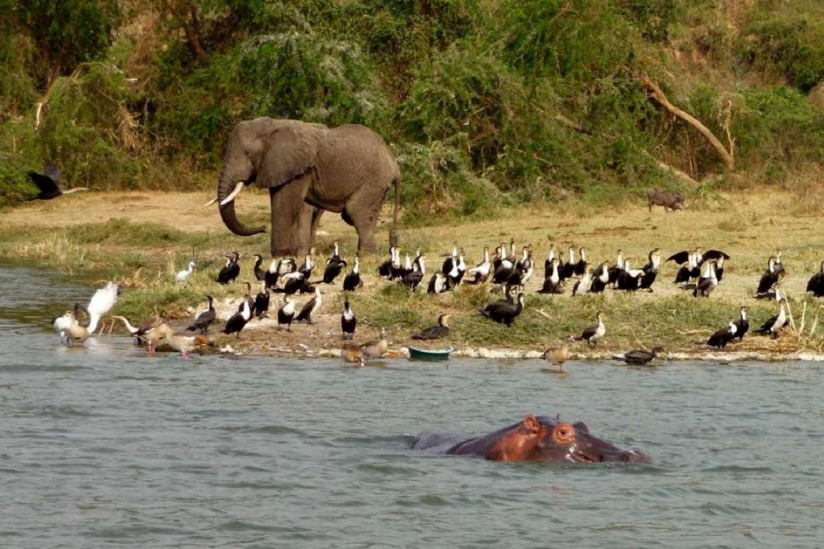 An elephant and a swimming hippo on an African safari, illustrating the wildlife experiences of luxury and budget tours.